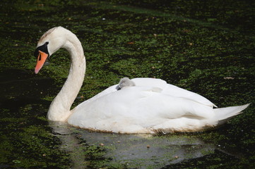 Swan with sleeping baby swan duckling on its back swimming in the water