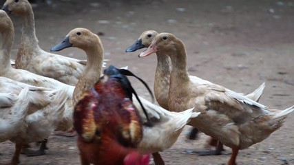 Many ducks are looking for food in an orderly way footage slow motion