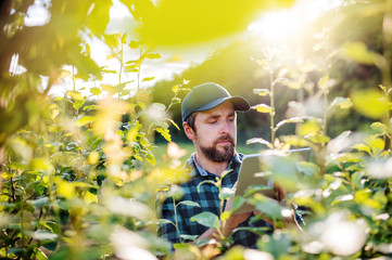 A mature farmer with tablet standing outdoors in orchard at sunset.