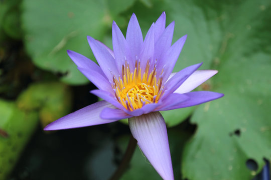 Beautiful waterlily or lotus flower in pond