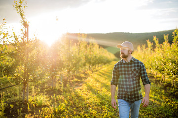 A mature farmer walking outdoors in orchard at sunset. Copy space.
