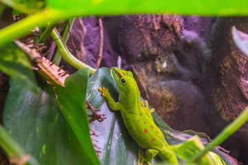 Green lizard in the Wroclaw Zoo terrarium. Poland