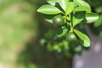 young green orange and leaves on the branch with blurred background.