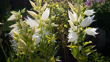 Flower in white colors, background of green grass.