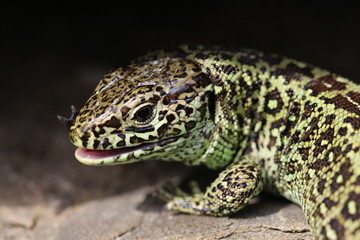 Zauneidechse männlich  (lacerta agilis) mit offenen Maul