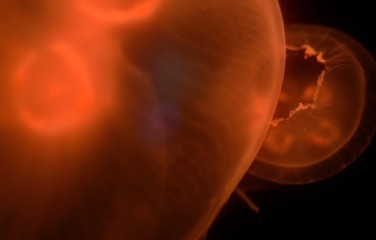 flame on black background