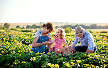 Senior grandparents and granddaughter picking strawberries on the farm.