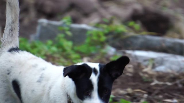 close-up puppy is naughty because of curiosity footage slow motion