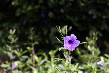 Purple flower on tree backgrond in collection of purple