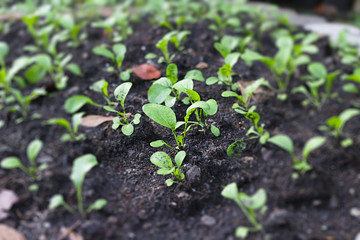 Small or young plant on soil farm in grow investment concept