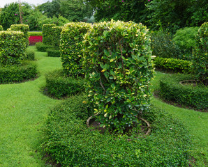 tree arrangement in the garden,Landscaping in the garden area