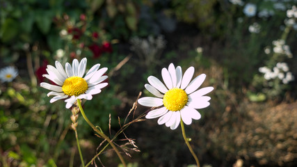 Chamomile, bright flower in yellow and white against a background of green grass.