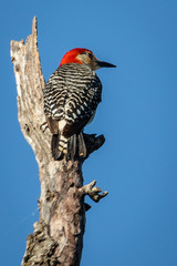 Red-bellied woodpecker