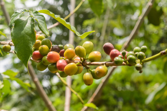 Coffee Beans Plant with Ripe and Unripe Coffee Beans