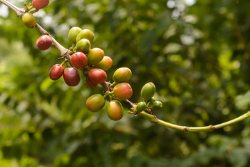 Coffee Beans Plant with Ripe and Unripe Coffee Beans