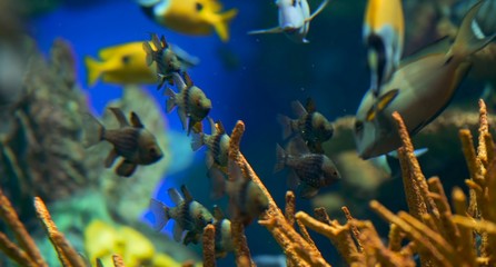 fish in aquarium