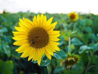 Fototapeta premium bee collects nectar from bright yellow sunflower in the field