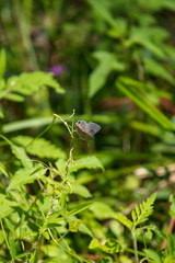 A solitary Gray Hairstreak alights on a stalk of grass on a background of thick foliage