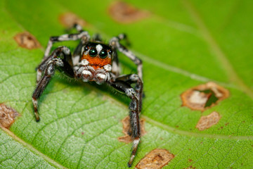 Image of Jumping spiders(Salticidae) on green leaves. Insect. Animal