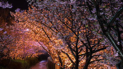 桜の妖艶なトンネル