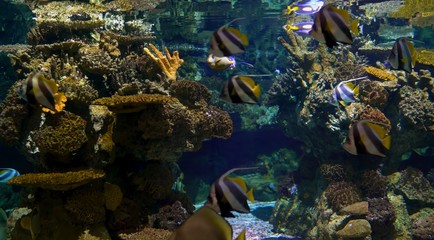 tropical fish in aquarium