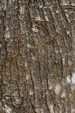 Mahogany Tree Texture Background