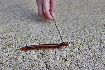 Millipedes walks on stick with hand holding