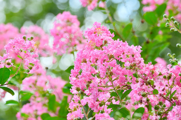 pink crape myrtle flowers in summer park