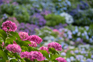 紫陽花