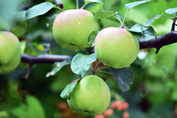Harvest apples, apple trees in the garden after rain