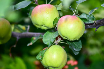 Harvest apples, apple trees in the garden after rain