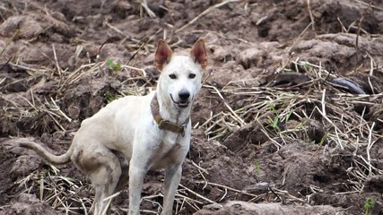 footage slow motion: The dog is white, disabled legs back, pathetic 