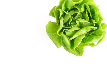Organic Hydroponics Vegetable for salad Buttter Head Leaf isolated on white background