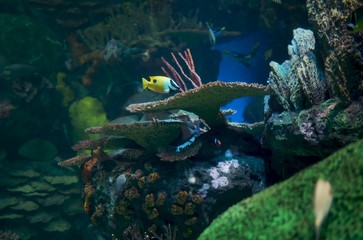 fish in aquarium