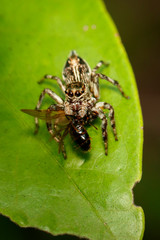 Image of jumping spiders(Salticidae) that are eating prey on green leaves. Insect. Animal