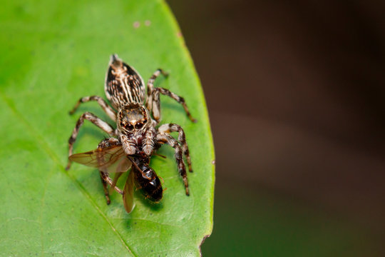 Image of jumping spiders(Salticidae) that are eating prey on green leaves. Insect. Animal