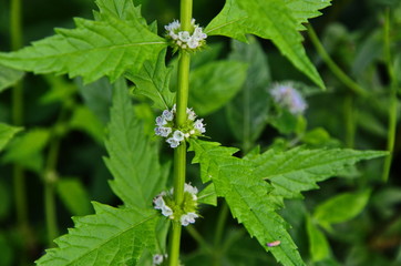 Flowers of a gypsywort plant (Lycopus europaeus)