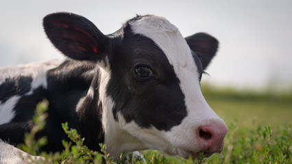 Authentic close up shot of ecologically grown newborn calf used for biological milk products industry is lying on a green lawn of a countryside farm with a sun shining.