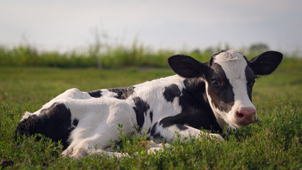 Authentic shot of ecologically grown newborn calf used for biological milk products industry is...