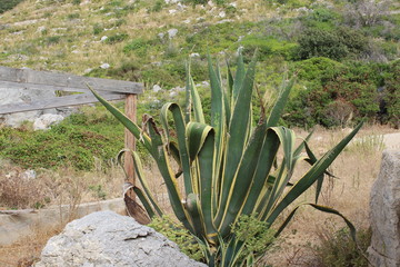 Cactus in the desert