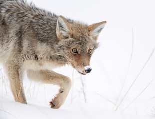 Coyote in Winter - Yellowstone National Park