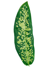 Dumb canes isolated on a white background