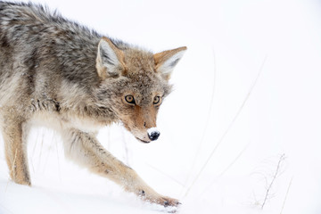 Coyote in winter - Yellowstone national Park