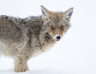 Coyote in winter - Yellowstone National Park