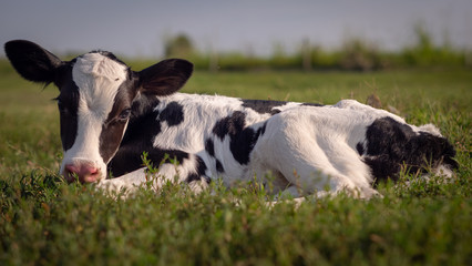 Authentic shot of ecologically grown newborn calf used for biological milk products industry is lying on a green lawn of a countryside farm with a sun shining.