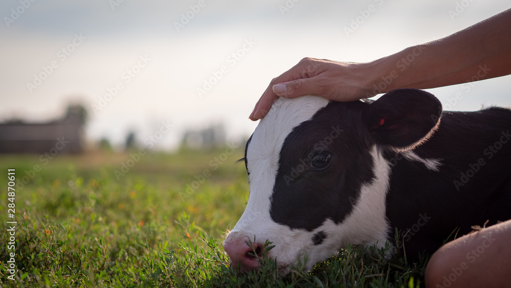 Wall mural Authentic close up shot of young woman farmer hand is caressing  an ecologically grown newborn calf used for biological milk products industry on a green lawn of a countryside farm with a sun shining.