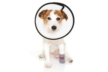 Injured sick dog wearing protective funnel collar ans sock. Isolated on white background.