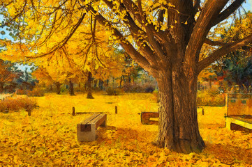 가을 은행나무 고궁 경복궁 서울 관광  오후 일상  공원