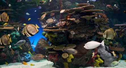 koi fish in the pond