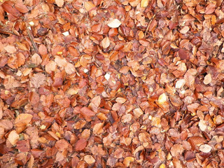 Golden autumnal leaves as nature background.